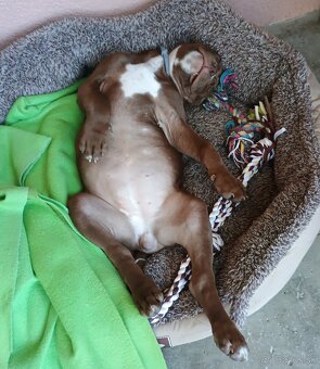 Americký pitbullterier - 5