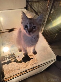 Ragdoll mačiatka - 5