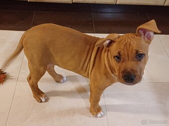 Americký stafordširský teriér - 5