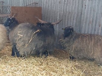 Hortobagyske racky - 5