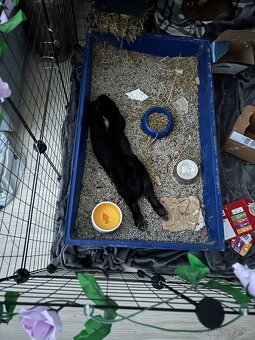 Ročný zajačik - 5