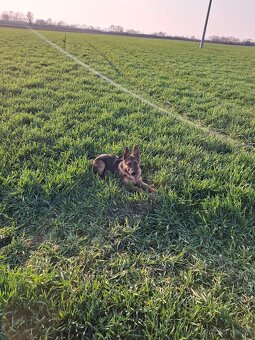 Stena Nemecký ovčiak - 5