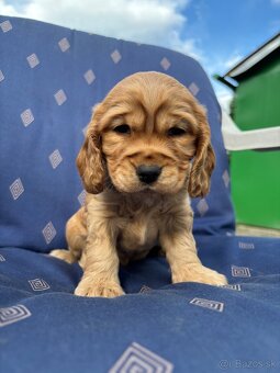 Steniatka anglicky kokerspaniel zlaty - 5