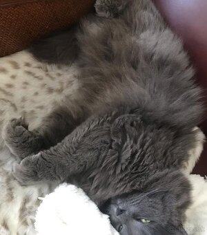 Ragdoll mačiatka - 5