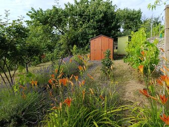 Predaj záhrady v Holíči - Pod Zadnou horou - 5