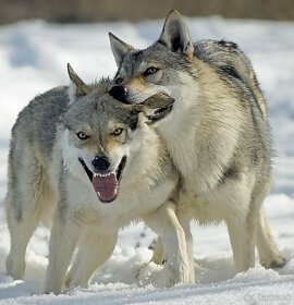 šteniatka československy vlčiak - 5