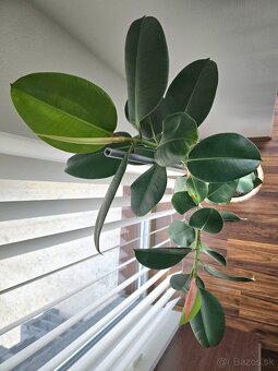 Ficus Elastica Robusta 188 cm - 5