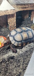 Predám suchozemskú korytnačku ( korytnačka uhoľná ) - 5