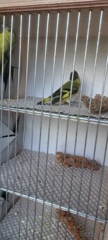 Predám Čižíkov Yarrellii - 5