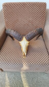 Predám trofej muflona parožie zhody trofeje - 5