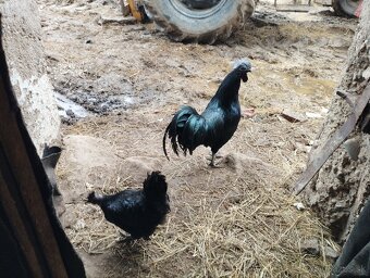 Ayam cemani nv - 5