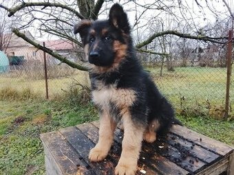 Nemecký ovčiak - 5