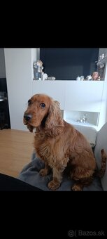 Darujem fenku angkicky kokerspaniel - 5