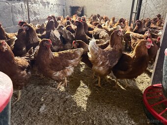 Sliepky Mládky Nosnice Lohman - 5