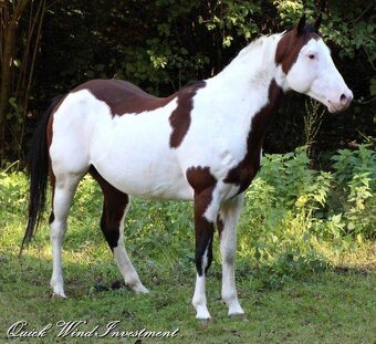 AMERICAN PAINT HORSE - 5