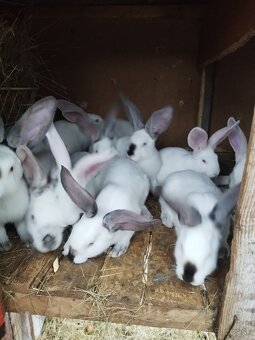 Predávam zajace matka ich hyla a  otec belgický obor Albin - 5