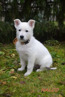 Biely švajčiarsky ovčiak , s PP - 5