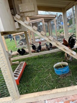 Chovný kmeň-Ayam serama - 5