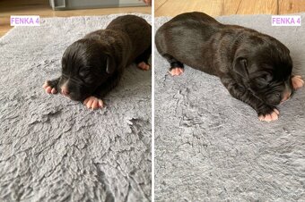 Šteniatka - Americký stafordšírsky teriér (Amstaff, Staford) - 5