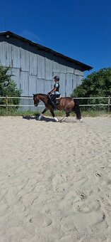 Predám 10 ročnú welsh cob kobylu - 5