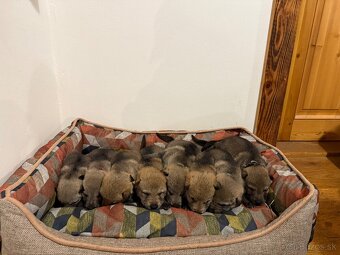 československý vlčiak s PP (FCI) - 5