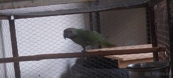 Alexander fúzatý ružovoprsí - 5