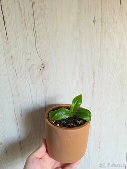 Rôzne izbové rastlinky - 5