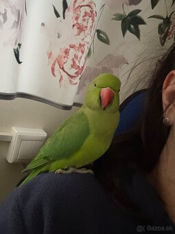 Alexander Malý- ručne dokŕmený - 5