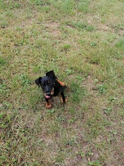 Jagdterrier - 5