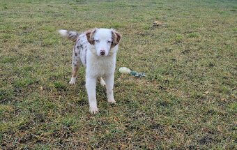 Miniatúrny americký ovčiak s PP- s rodokmeňom - 5