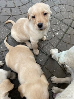 Labrador-retriver - 5