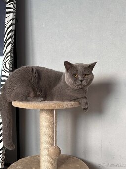 Britské mačiatka - 5