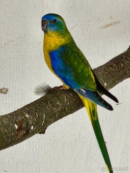 Predam neofema tyrkysova žltobruchá - 5