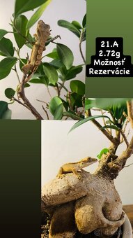 Pagekon riasnaty - 5