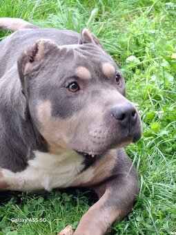 American bully - krytie - 5