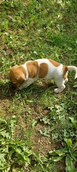 Jack russel terier šteniatka - 5