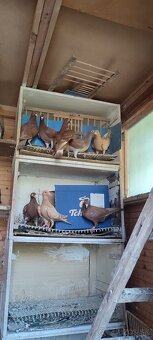 Poštové holuby Meulemans - 5