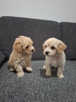 Maltipoo - 5