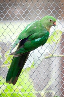 Papagáj královský - 5