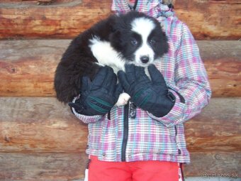 Border kolia čistorkvne šteniatka - 5