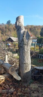 predam - orech kmen stojaci (nespileny) - 5