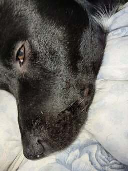 Staffy - 5