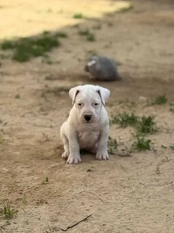 Argentinská doga ( Dogo Argentino ) - 5