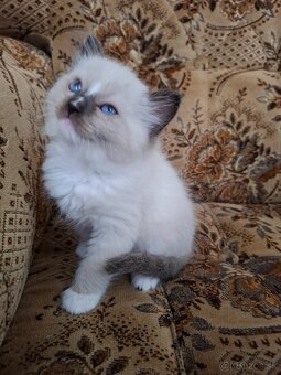 Ragdoll kocurik seal mitted with blaze - 5