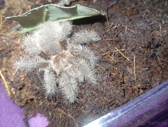 Tliltocatl albopilosus nicaragua, pavúk, tarantula - 5