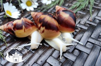 Africké slimáky Lissachatina fulica albino / Achatina Snails - 5