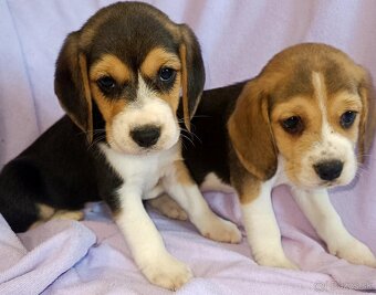 Beagle, bigel, bigl bez PP - 5