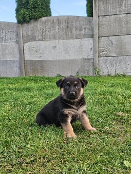 Nemecký ovčiak šteniatka. - 5