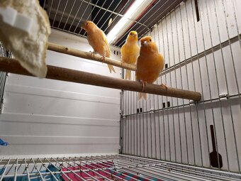 Predám kanarikov - 5