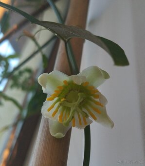 Passiflora (Mučenka) - semená - 5